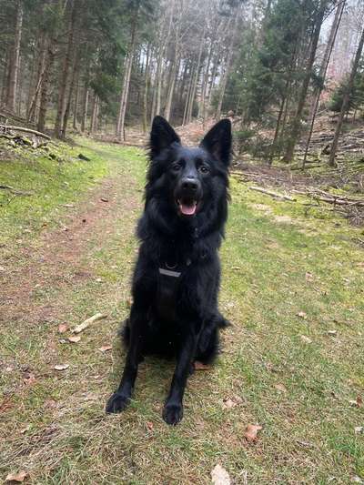 Mischlinge raten - Rätselspaß-Beitrag-Bild