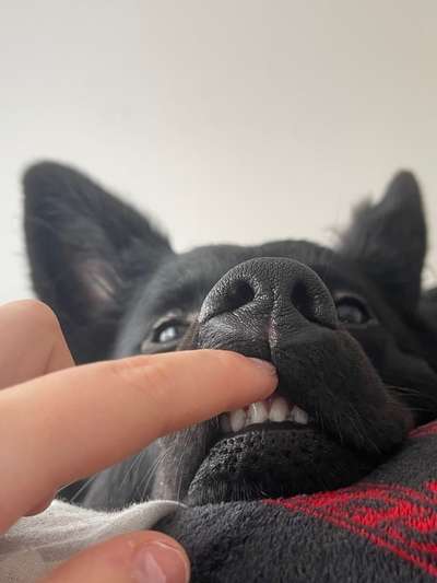 Lustigsten Grimassen von euren Hunden-Beitrag-Bild