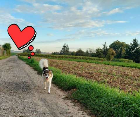 Auslandstierschutz-Beitrag-Bild