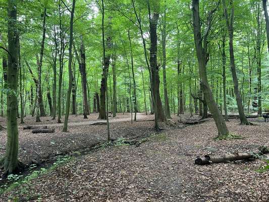 Hundeauslaufgebiet-Wandsbeker Gehölz-Bild