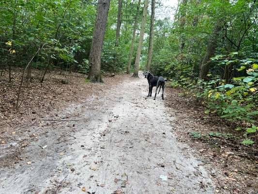 Hundeauslaufgebiet-Glinde Heideeck Am Walde-Bild