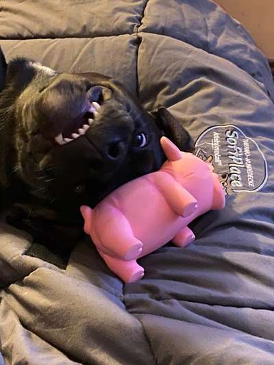 Zeige das lustigste Bild eures Hundis-Beitrag-Bild