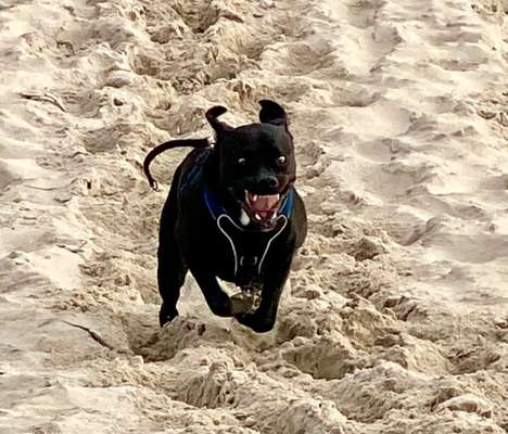 Fotochallenge 66 ~ Rennaction -Zeig deinen Hund im Lauf-Beitrag-Bild