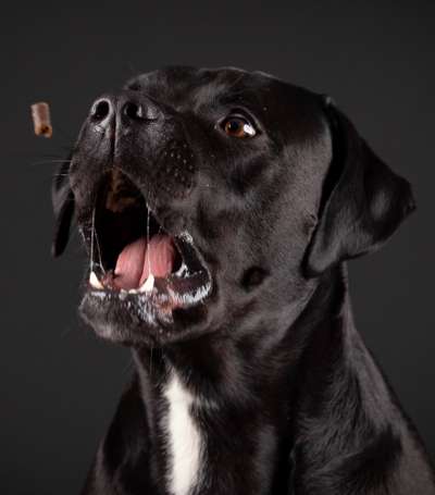 Dogorama Photo Challenge - Mäulchen auf-Beitrag-Bild