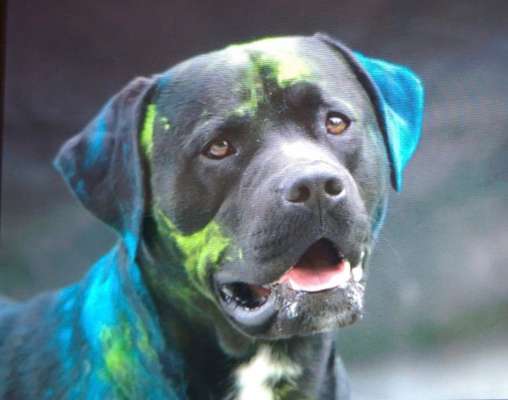 Die Dogorama Kalender Challenge 4/4-Beitrag-Bild