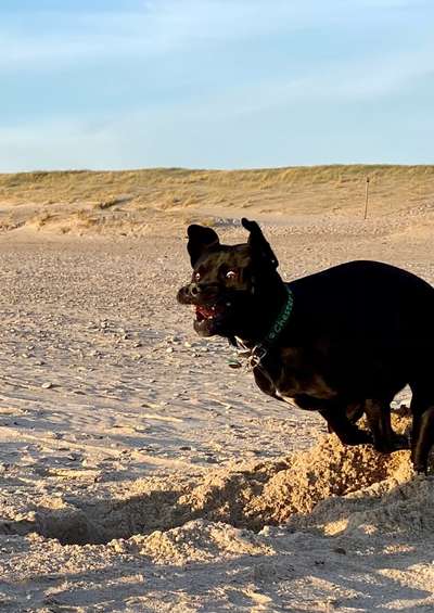 Dogorama Photo Challenge - Hunde in Action-Beitrag-Bild