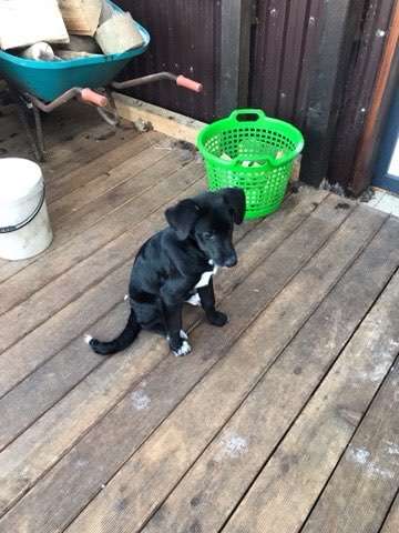 Als Welpen sind sie alle noch süßer-Beitrag-Bild