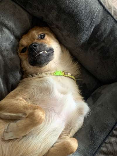 Die Dogorama Wochen Challenge-Beitrag-Bild