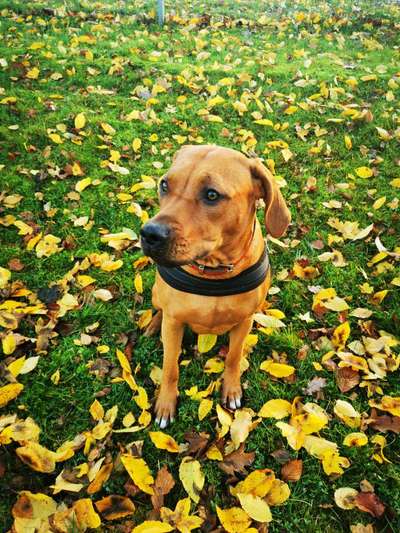 Rhodesian Ridgeback-Beitrag-Bild