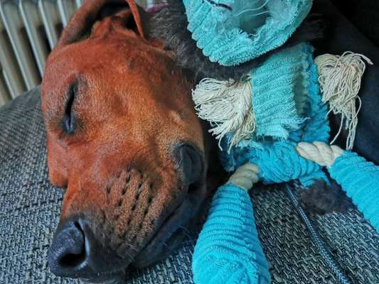 Rhodesian Ridgeback-Beitrag-Bild