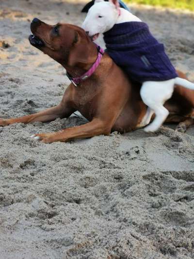 Rhodesian Ridgeback-Beitrag-Bild