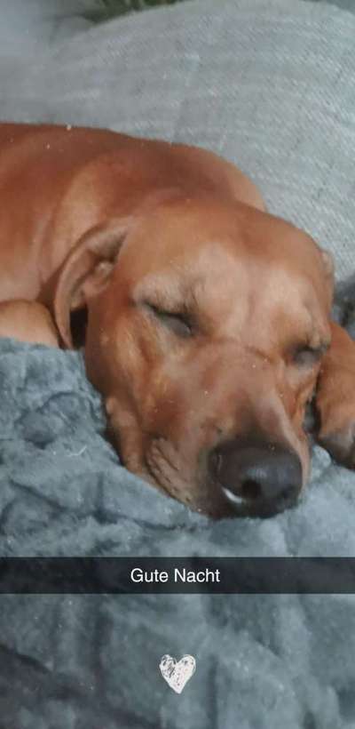 Rhodesian Ridgeback-Beitrag-Bild