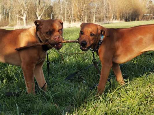 Rhodesian Ridgeback-Beitrag-Bild