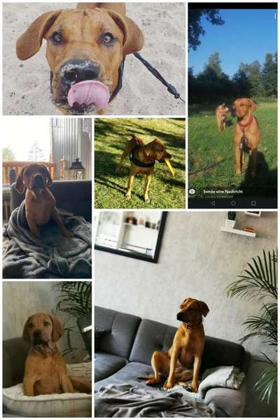 Rhodesian Ridgeback-Beitrag-Bild