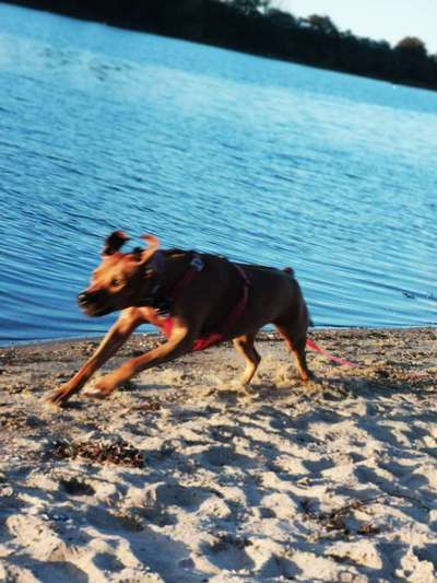 Rhodesian Ridgeback-Beitrag-Bild