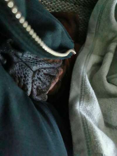 Rhodesian Ridgeback-Beitrag-Bild