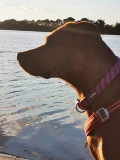 Rhodesian Ridgeback-Beitrag-Bild