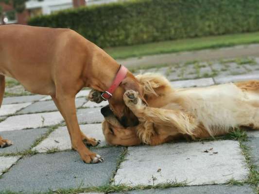 Rhodesian Ridgeback-Beitrag-Bild