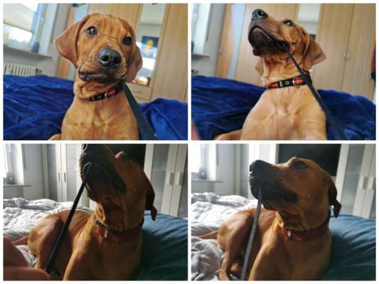 Rhodesian Ridgeback-Beitrag-Bild