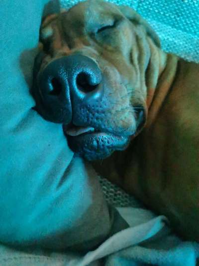 Rhodesian Ridgeback-Beitrag-Bild