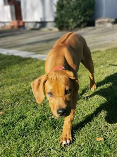 Welpen Bilder !-Beitrag-Bild