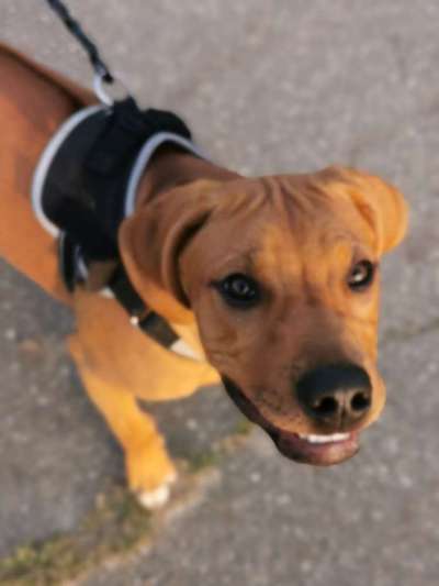 Rhodesian Ridgeback-Beitrag-Bild