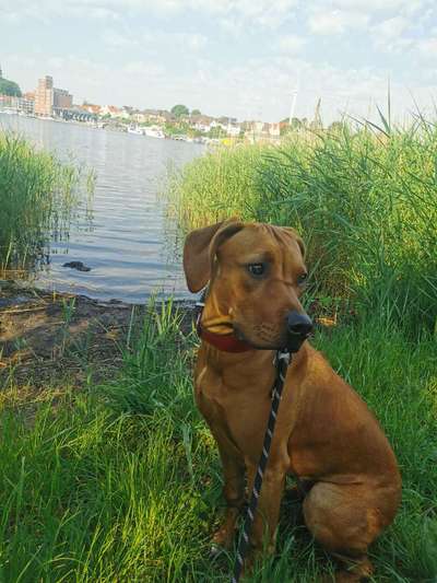 Rhodesian Ridgeback-Beitrag-Bild