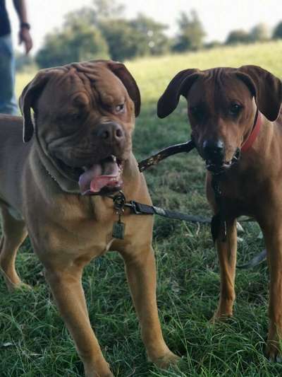 Rhodesian Ridgeback-Beitrag-Bild