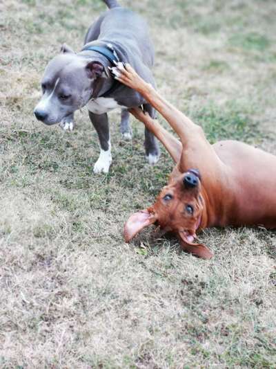 Rhodesian Ridgeback-Beitrag-Bild