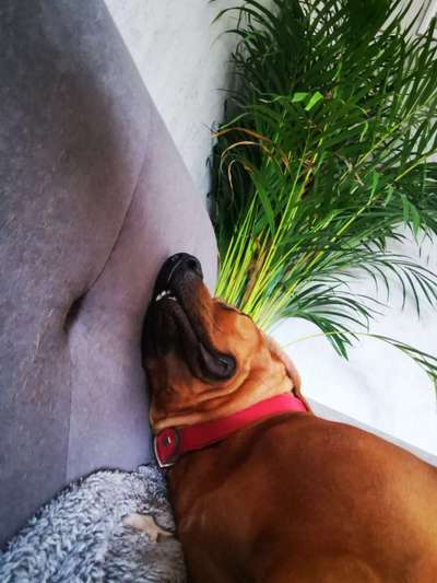 Rhodesian Ridgeback-Beitrag-Bild