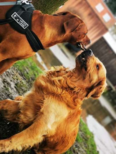 Rhodesian Ridgeback-Beitrag-Bild