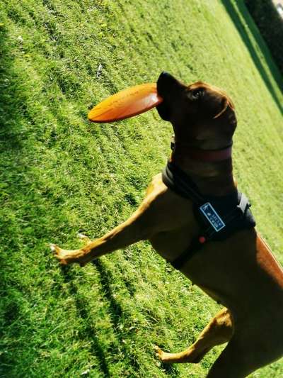 Rhodesian Ridgeback-Beitrag-Bild