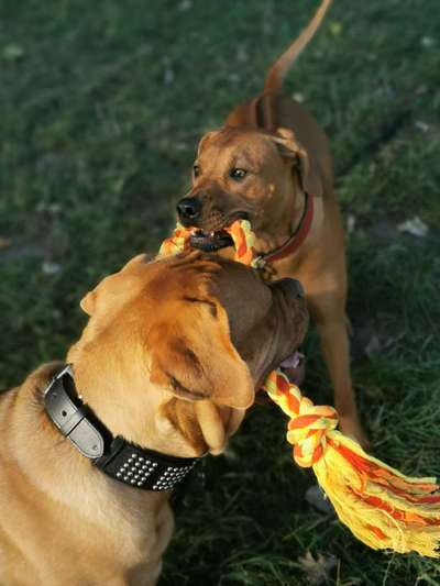 Rhodesian Ridgeback-Beitrag-Bild
