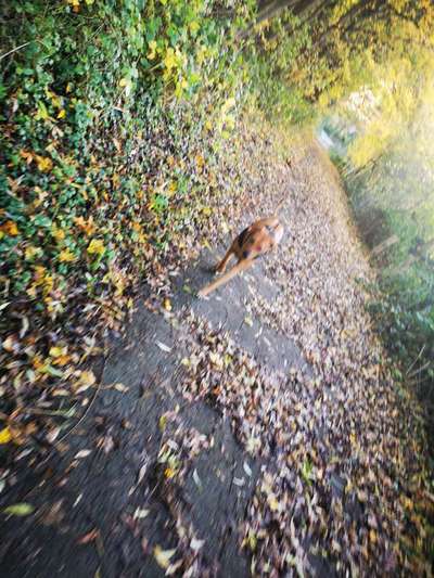 Rhodesian Ridgeback-Beitrag-Bild