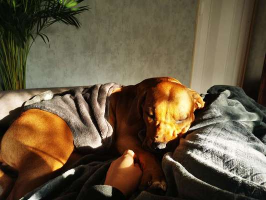 Rhodesian Ridgeback-Beitrag-Bild