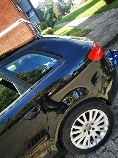 Rhodesian Ridgeback-Beitrag-Bild