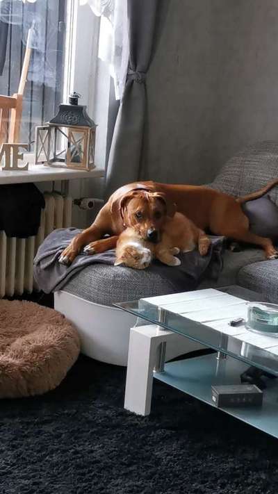 Rhodesian Ridgeback-Beitrag-Bild
