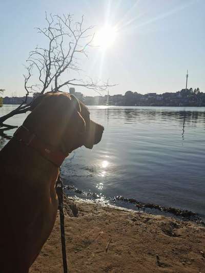 Rhodesian Ridgeback-Beitrag-Bild