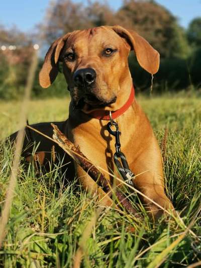 Rhodesian Ridgeback-Beitrag-Bild