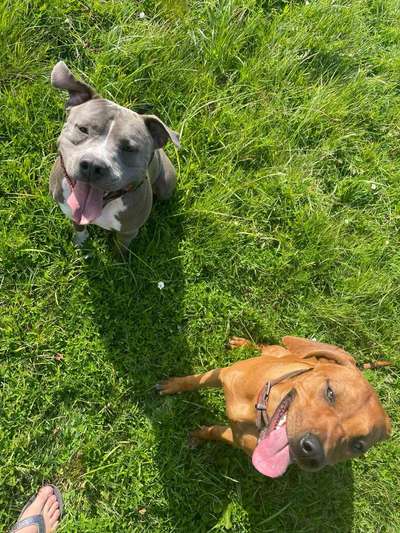 Rhodesian Ridgeback-Beitrag-Bild