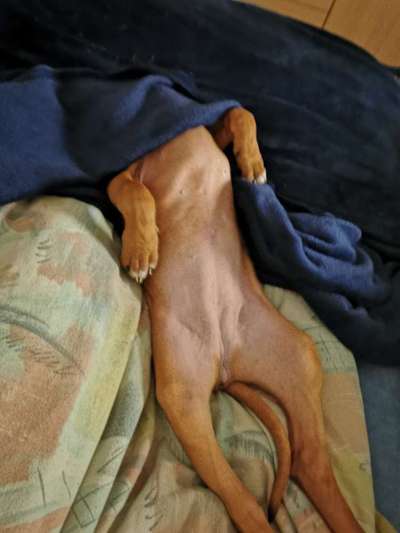 Rhodesian Ridgeback-Beitrag-Bild