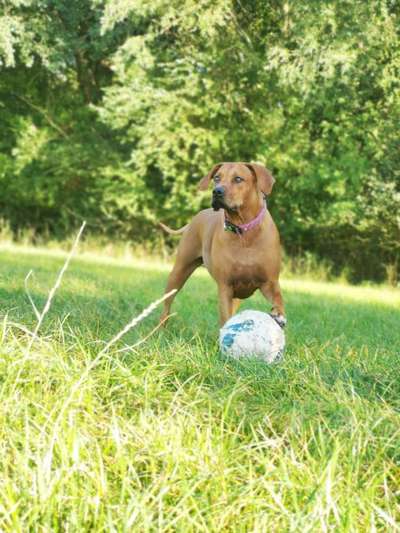 Rhodesian Ridgeback-Beitrag-Bild
