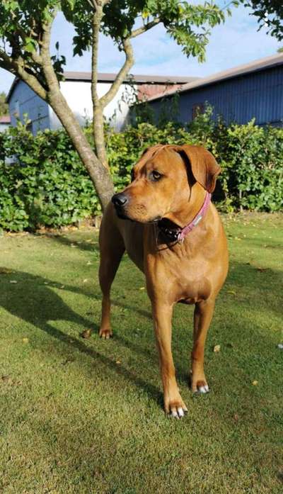 Rhodesian Ridgeback-Beitrag-Bild
