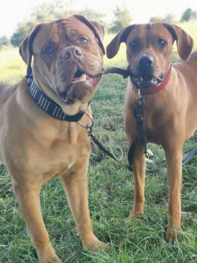 Rhodesian Ridgeback-Beitrag-Bild