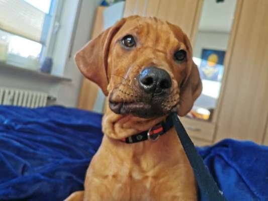 Rhodesian Ridgeback-Beitrag-Bild