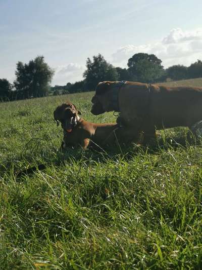 Rhodesian Ridgeback-Beitrag-Bild