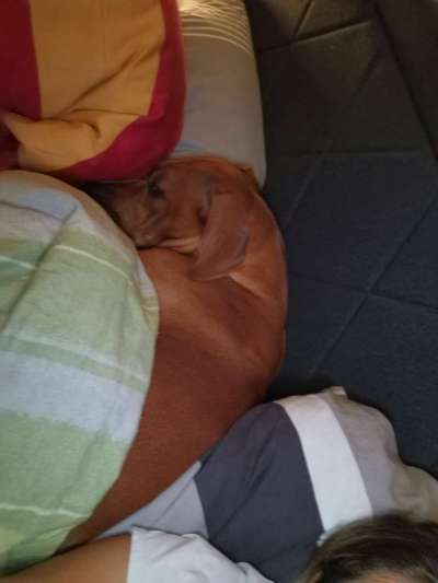 Rhodesian Ridgeback-Beitrag-Bild