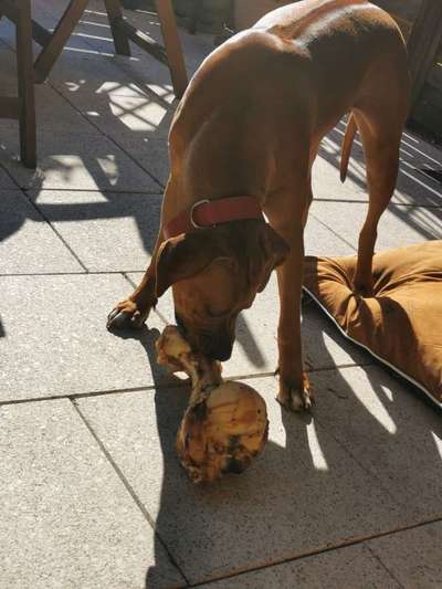 Rhodesian Ridgeback-Beitrag-Bild