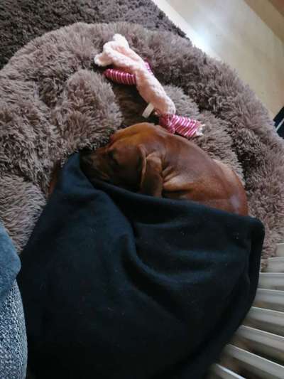 Rhodesian Ridgeback-Beitrag-Bild