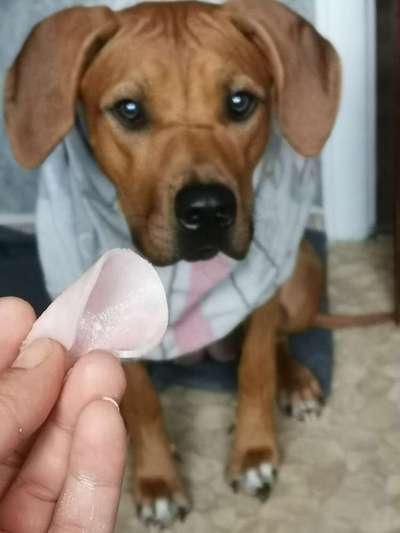 Rhodesian Ridgeback-Beitrag-Bild